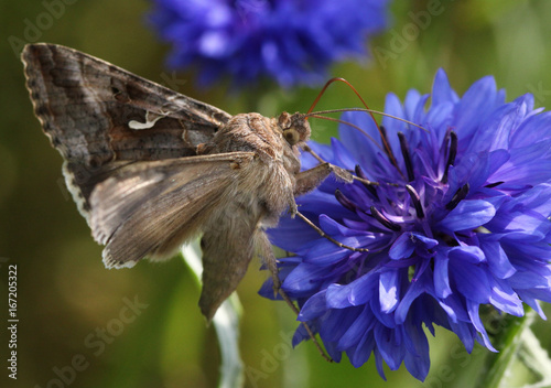 European Silver Y Moth (Autographa gamma) feeding on a cornflower.
