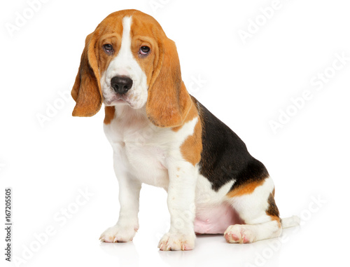 Beagle puppy on white background © jagodka