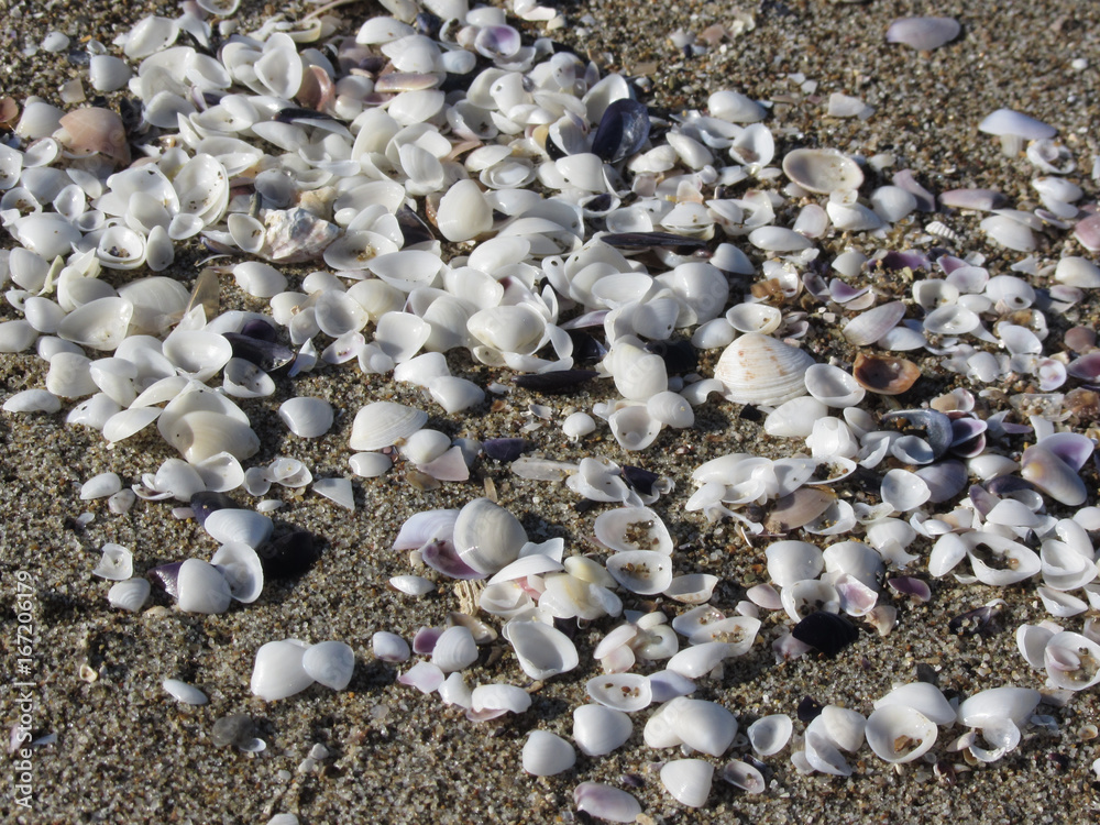 Seashells on sand. Summer beach background. Top view Seashells on sand. Summer beach background. Top view