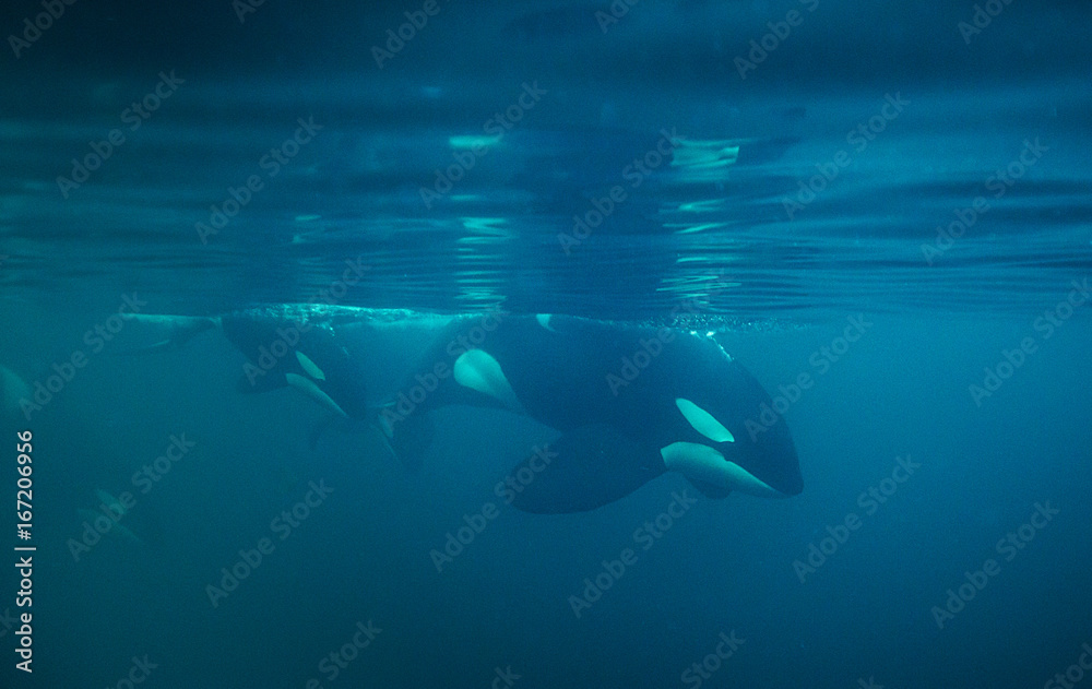 Fototapeta premium Underwater view of a pod of killer whales, Norway.