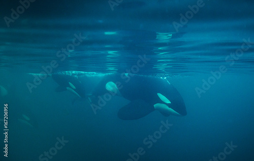 Underwater view of a pod of killer whales, Norway. © wildestanimal