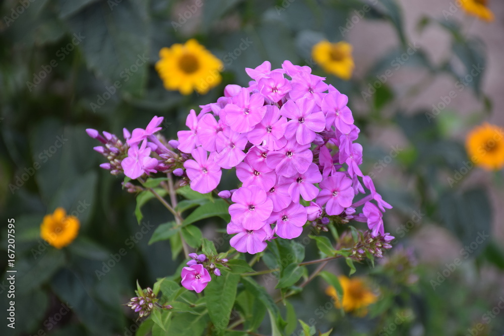 Fototapeta premium Purple top of a flower phlox on a background of green foliage and vegetation with yellow blossoms as background for wallpaper