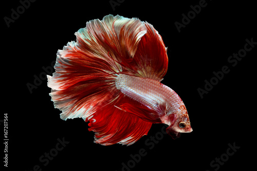 The beauty of betta splendens or Siamese fighting fish 