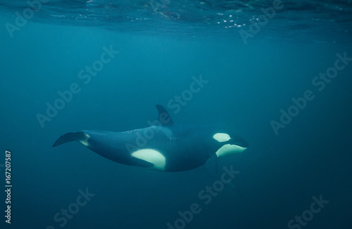 Underwater view of a female orca, Norway. © wildestanimal