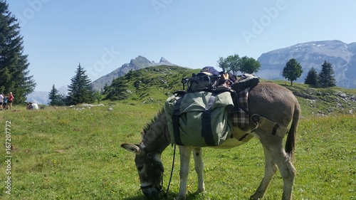 Donkey and mountain © maxime