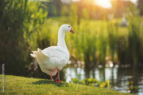 Fotografie, Tablou White goose walking on green grass near lake in sunlight