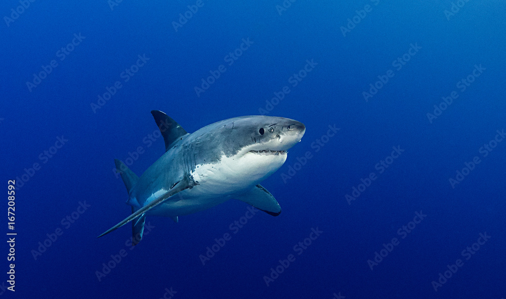Underwater view of a great white shark, Guadalupe Island, Mexico.