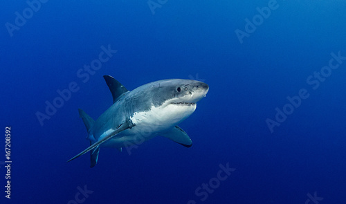 Underwater view of a great white shark, Guadalupe Island, Mexico. © wildestanimal