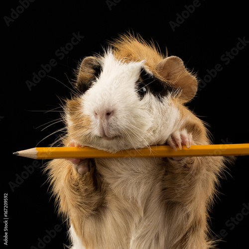 Meerschweinchen