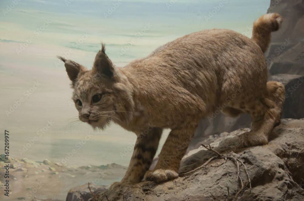 Fototapeta premium Jungle cat