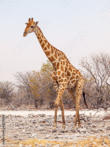 Giraffe walk in Etosha National Park  Namibia  Africa