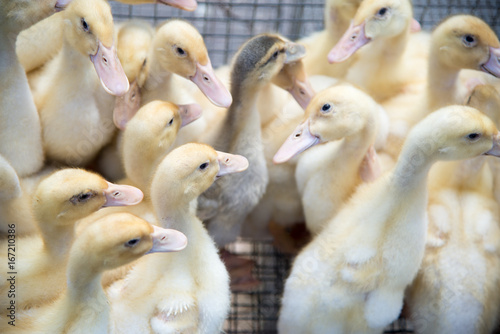 Ducklings in a box on the market