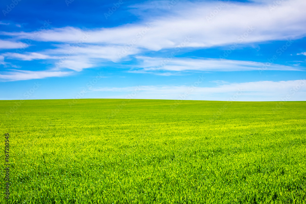 the wheat on the field