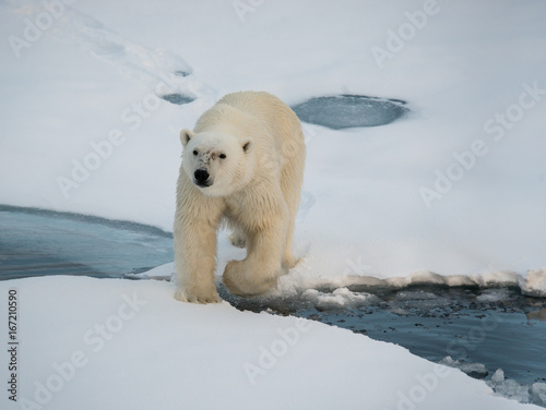 Polar bear on the floating sea ice north of Svalbard.