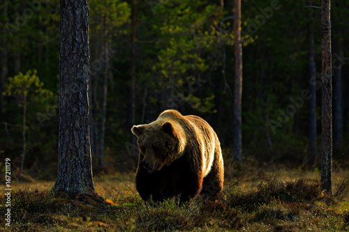 Evening light with big brown bear. Beautiful brown bear walking around lake in the morning sun. Dangerous animal in nature forest and meadow habitat. Wildlife scene from Finland near Russia bolder.
