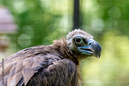 head of a large vulture bird
