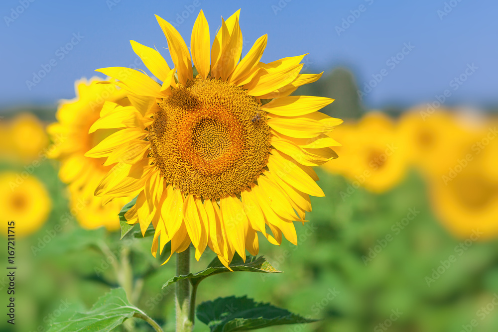 yellow sunflower in the sunflower field