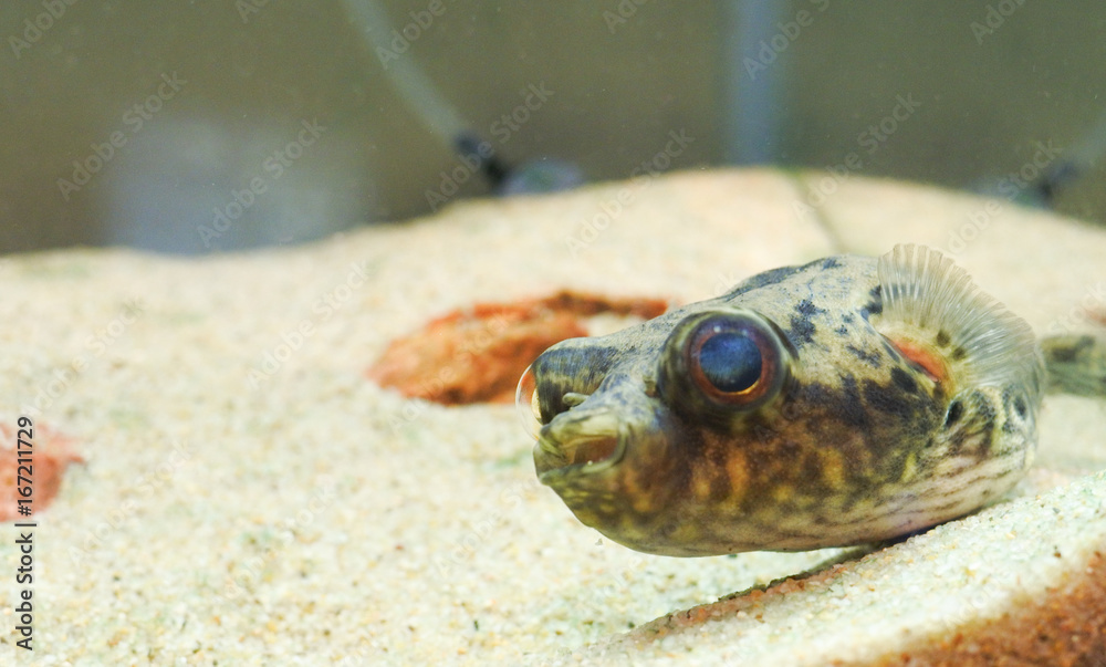 Obraz premium 水族館の魚