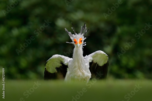 Secretary Bird, Sagittarius serpentarius, Portrait of nice grey bird of prey with orange face, Kenya, Africa. Wildlife scene from nature. Secretary Bird walking in red flowers. Bird with open wings.