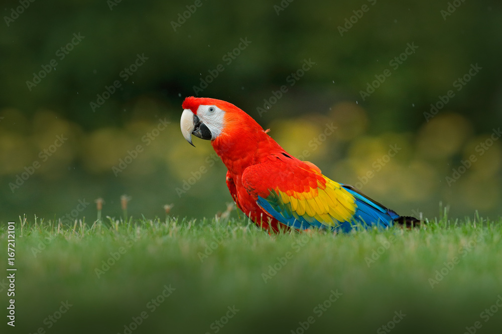 Parrot in grass. Wildlife in Costa Rica. Parrot Scarlet Macaw, Ara ...
