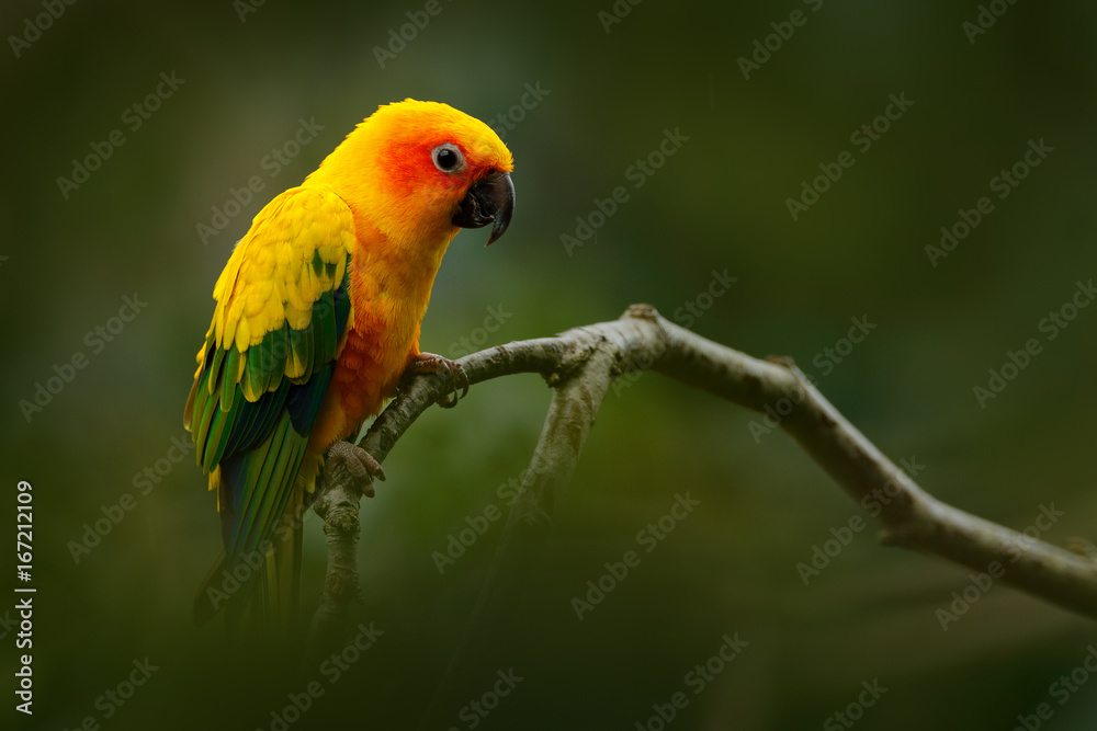 Yellow bird. Sun Parakeet, Aratinga solstitialis, rare parrot from Brazil and French Guiana. Portrait yellow green parrot with red head. Bird from South America. Wildlife scene, tropic nature. Yellow bird. Sun Parakeet, Aratinga solstitialis, rare parrot from Brazil and French Guiana. Portrait yellow green parrot with red head. Bird from South America. Wildlife scene, tropic nature.