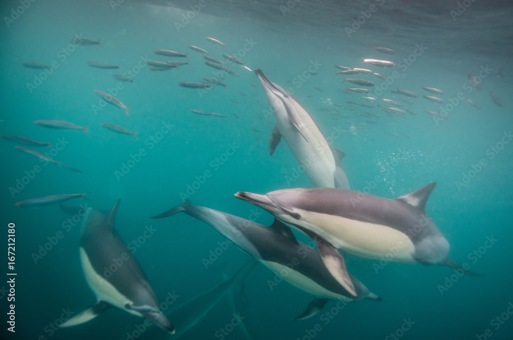 Common dolphins feeding on sardines during the annual sardine run along the east coast of South Africa.