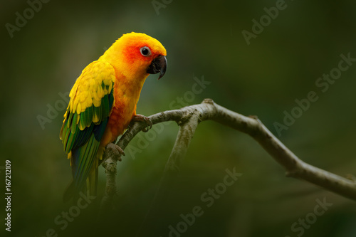 Yellow bird. Sun Parakeet, Aratinga solstitialis, rare parrot from Brazil and French Guiana. Portrait yellow green parrot with red head. Bird from South America. Wildlife scene, tropic nature.