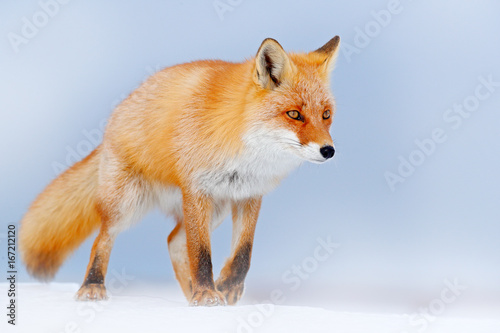 Red fox in white snow. Cold winter with orange fur fox. Hunting animal in the snowy meadow, Germany. Beautiful orange coat animal nature. Wildlife Europe. Detail close-up portrait of nice fox. photo