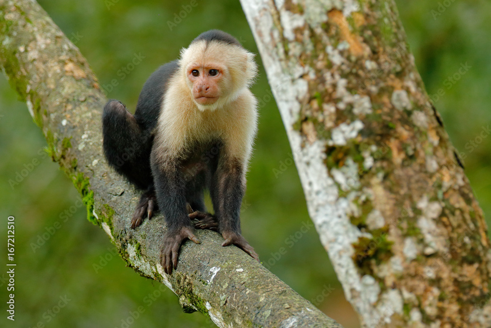 Obraz premium White-headed Capuchin, black monkey sitting on the tree branch in the dark tropic forest. Cebus capucinus in gree tropic vegetation. Animal in the nature habitat. Green wildlife of Costa Rica.