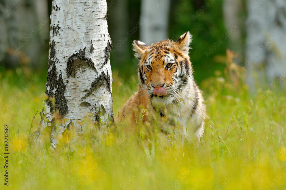 Naklejka premium Summer with tiger, hidden in grass. Tiger with pink and yellow flowers. Siberian tiger in beautiful habitat. Amur tiger sitting in birch tree forest. Flowered meadow, danger animal. Wildlife Russia.