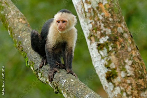 White-headed Capuchin, black monkey sitting on the tree branch in the dark tropic forest. Cebus capucinus in gree tropic vegetation. Animal in the nature habitat. Green wildlife of Costa Rica.