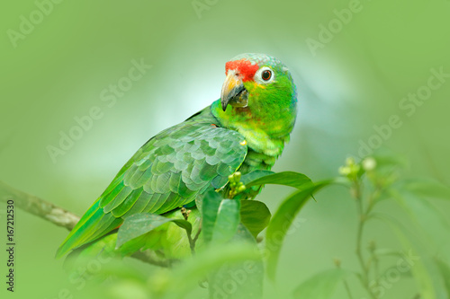Red-lored Parrot, Amazona autumnalis, portrait of light green parrot with red head, Costa Rica. Detail close-up portrait of bird. Wildlife scene from tropic nature. Parrot from Costa Rica.