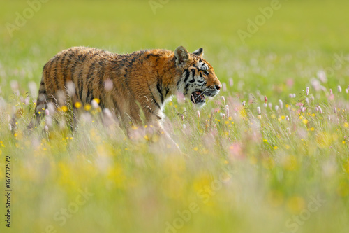 Tiger in summer. Flowered meadow with tiger. Tiger with ping and yellow and pink flowers. Siberian tiger in beautiful habitat. Amur wild cat sitting in the grass.