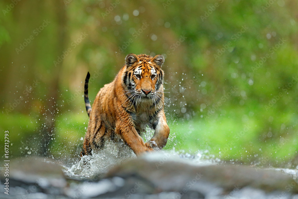Fototapeta premium Tygrys z wodą rzeki rozbryzgowej. Scena dzikiej przyrody z dzikim kotem, siedliskiem przyrody. Tygrys biegnący w wodzie. Niebezpieczne zwierzę, tajga w Rosji. Zwierzę w strumieniu lasu. Szary kamień, kropla rzeki.