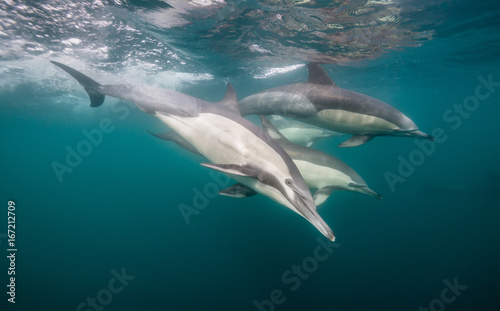 Common dolphins feeding on sardines during the annual sardine run along the east coast of South Africa. © wildestanimal