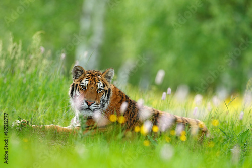 Summer with tiger. Tiger with pink and yellow flowers. Siberian tiger in beautiful habitat. Amur tiger sitting in the grass. Flowered meadow with danger animal. Wildlife Russia.