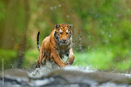 Tiger with splash river water. Action wildlife scene with wild cat, nature habitat. Tiger running in the water. Danger animal, tajga in Russia. Animal in the forest stream. Grey Stone, river droplet. photo