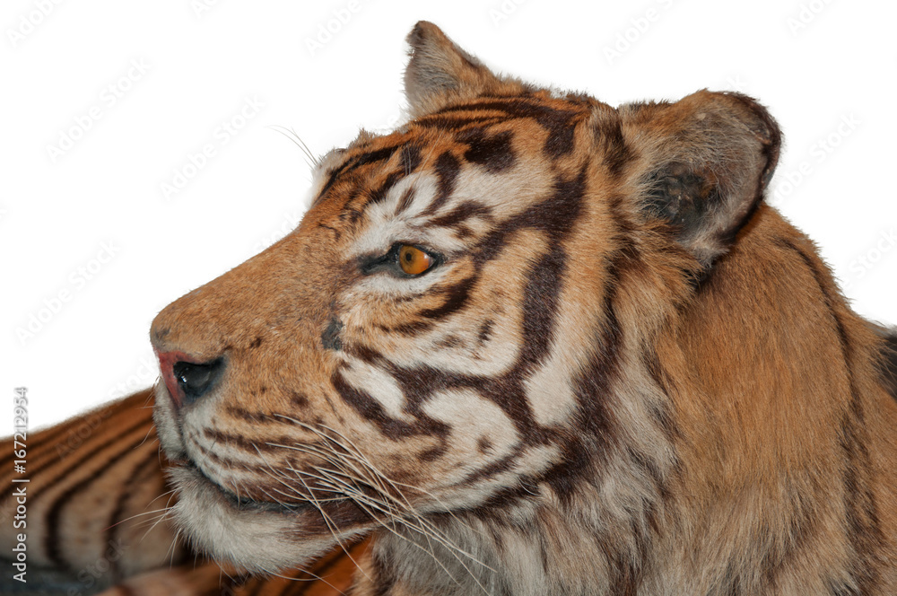 Obraz premium close-up portrait of the big tiger
