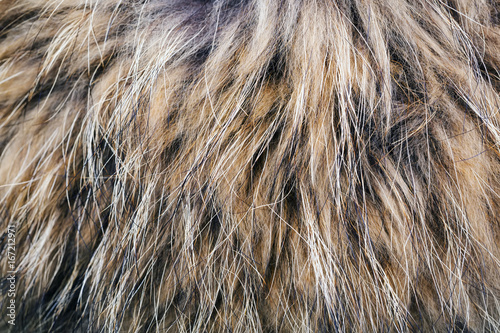 Texture of the fur raccoon with a long nap
