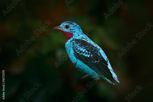 Spangled Cotinga, Cotinga cayana, exotic rare tropic bird in the nature habitat, dark green forest, Amazon, Brazil. Wildlife scene from jungle. Blue bird in dark green vegetation. photo