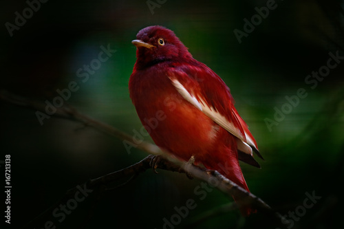 Fotografija pompadour cotinga, Xipholena punicea, exotic rare tropic bird in the nature habitat, dark green forest, Amazon, Brazil