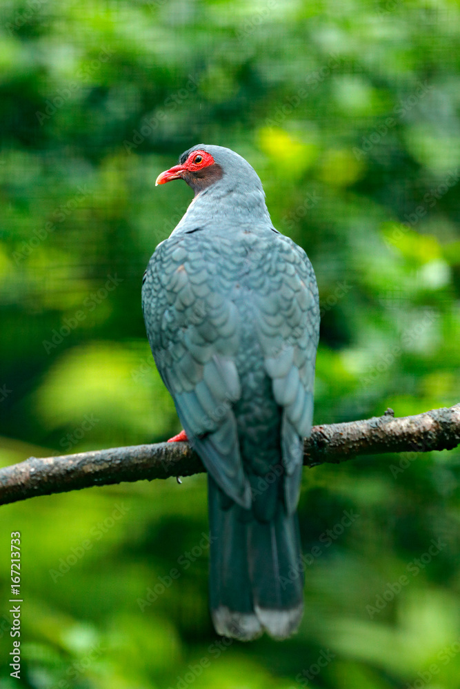 Fototapeta premium Bare-eyed Mountain-pigeon, Gymnophas albertisii, wood pigeon. forest bird in the nature habitat, green background, Papua New Guinea. Rare bird from Asia, green vegetation. Pigeon in nature habitat.