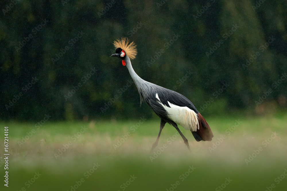 Fototapeta premium Crane in rain. Grey crowned crane, Balearica regulorum, with dark background. Bird head with gold crest in beautiful evening sun light. Sunset in nature. Wildlife scene from Africa, Tanzania.