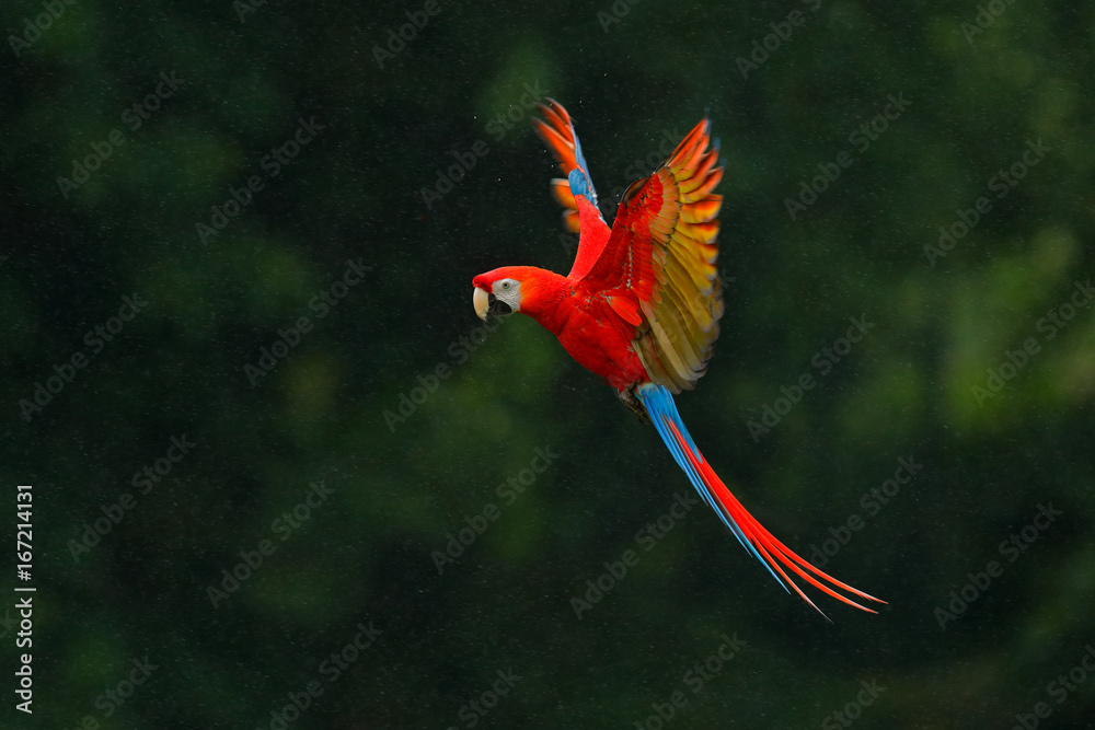 Photo & Art Print Red parrot in rain