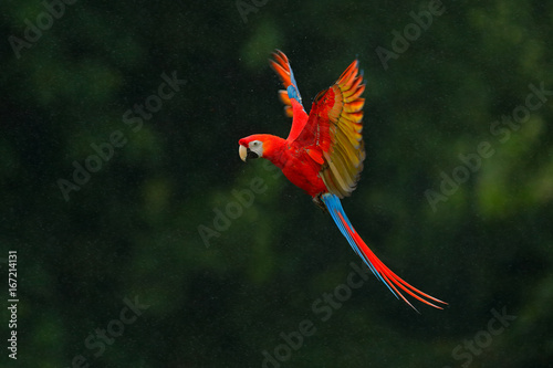 Red parrot in rain. Macaw parrot fly in dark green vegetation. Scarlet Macaw, Ara macao, in tropical forest, Costa Rica, Wildlife scene from tropic nature. Red bird in the forest. Parrot flight.