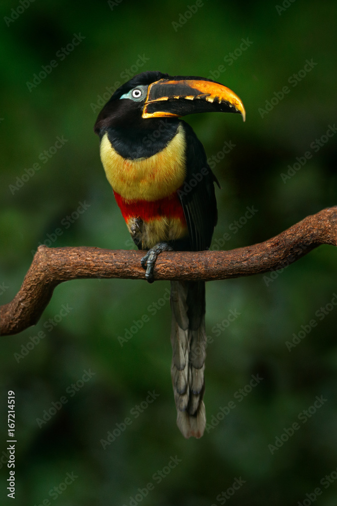 Chestnut Eared Aracari Chestnut Eared Aracari
