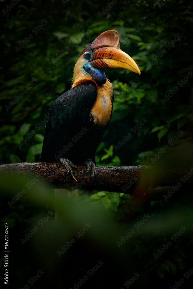 Obraz premium Knobbed Hornbill, Rhyticeros cassidix, from Sulawesi, Indonesia. Rare exotic bird detail eye portrait. Big red eye. Beautiful jungle hornbill, wildlife scene from nature. Orange and blue bird head.
