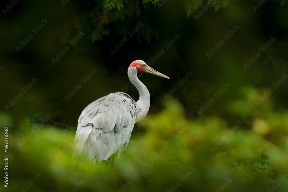 Naklejka premium Brolga Crane, Antigone rubicunda, with dark green background. Bird in the habitat, crene in green forest vegetation. Wildlife scene from Australia. Art image of bird.