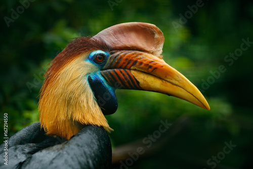 Tableau sur toile Knobbed Hornbill, Rhyticeros cassidix, from Sulawesi, Indonesia