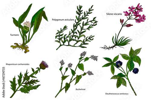 Hand drawn color herbal vector illustration: Turmeri, Polygonum aviculare, Buckwheat, Silene viscaria, Eleutherococcus senticosus, Rhaponticum carthamoides.